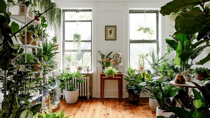 Room plants living ideas plant fresh indoor green kentia decoration credit inside issuu article decor